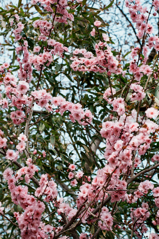 北京玉渊潭公园樱花节樱花