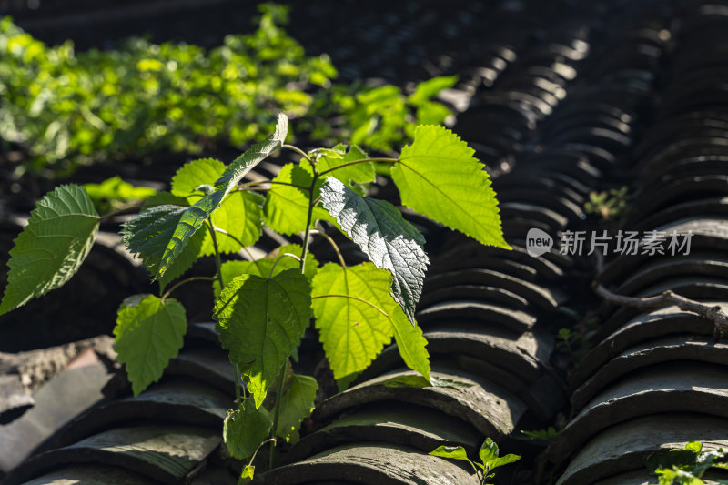 杭州宝石山抱朴道院道教庙观