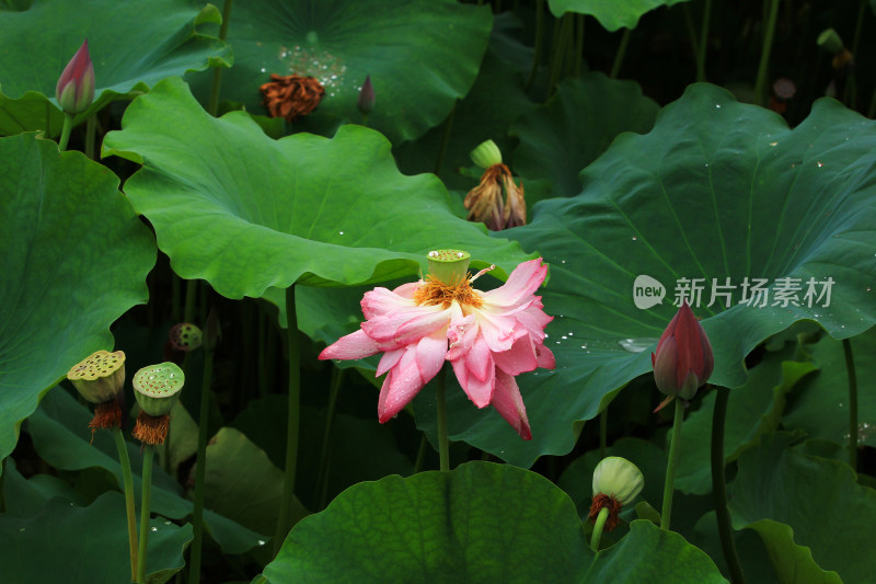 雨水打湿的荷花