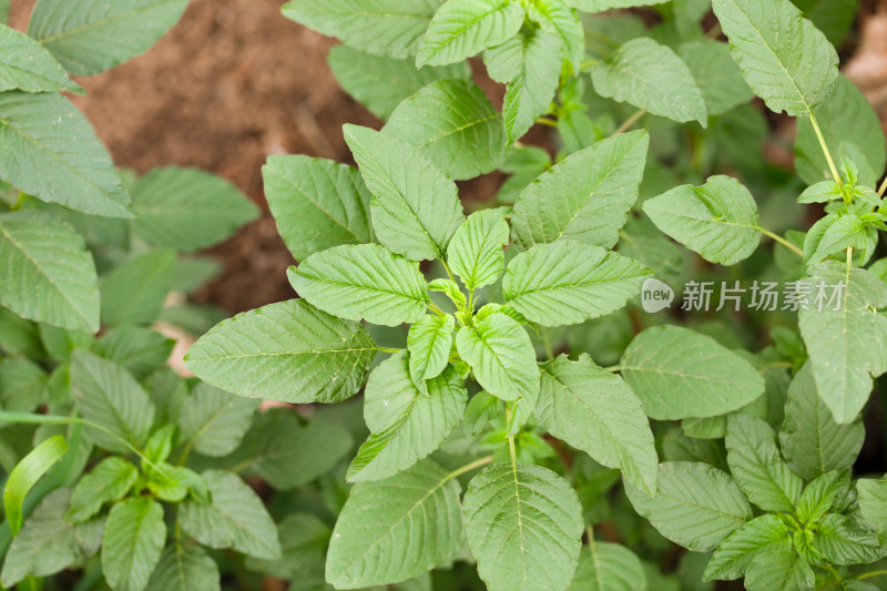 野外生长的野苋菜