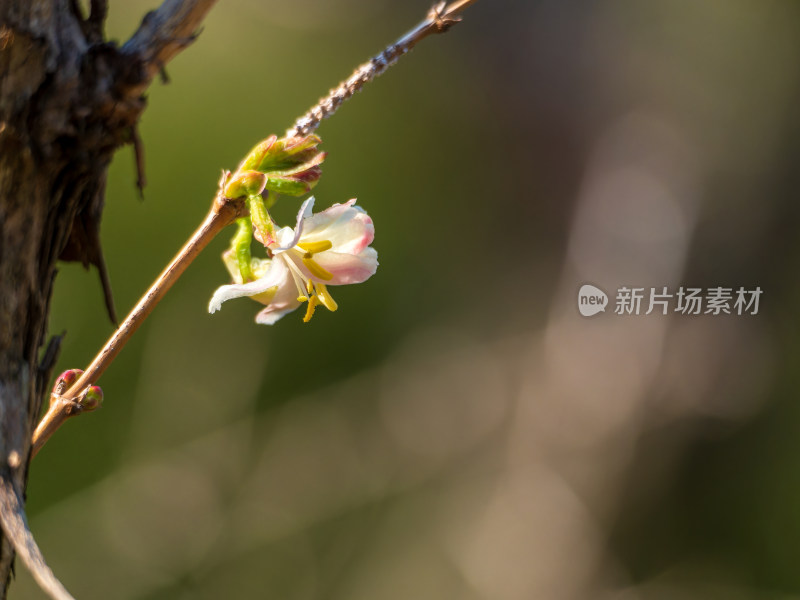 开放的郁香忍冬