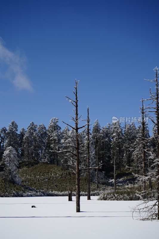 四川眉山瓦屋山景区云海冬日雪景下的枯树