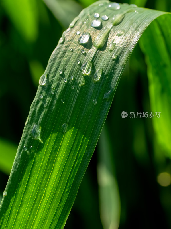 小麦绿叶阳光露珠自然微距谷雨