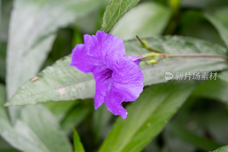 翠芦莉花朵特写