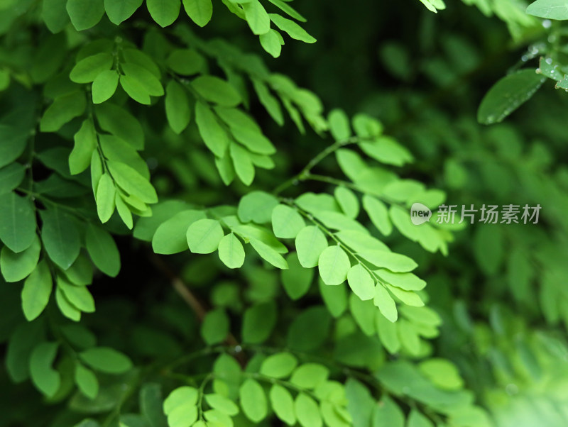 春天满屏绿色植物叶子特写的自然风景背景图