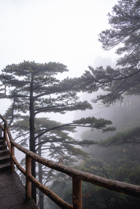 云雾下，安徽黄山的松树风景