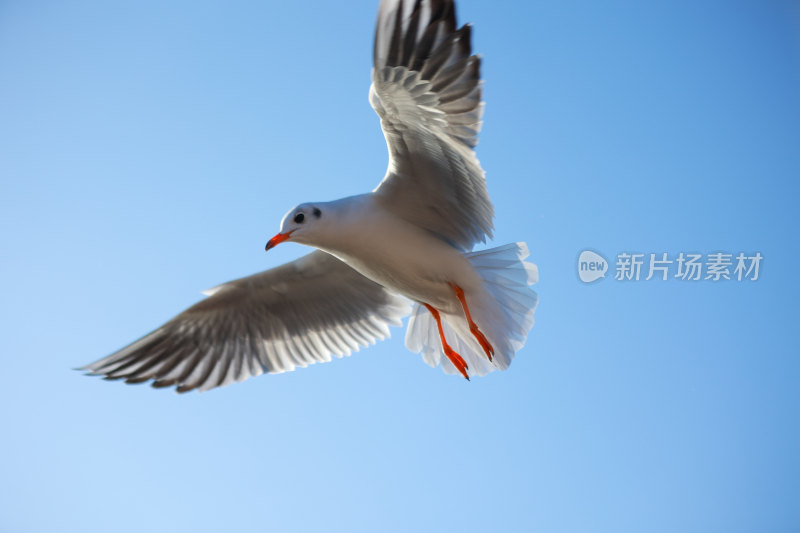 展翅飞翔的海鸥