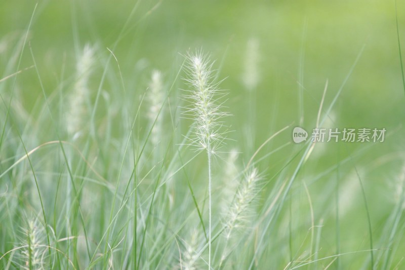 户外特写拍摄的狗尾草植物自然景观