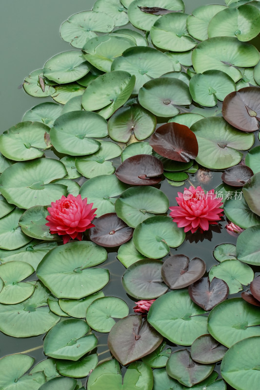 北京国家植物园睡莲