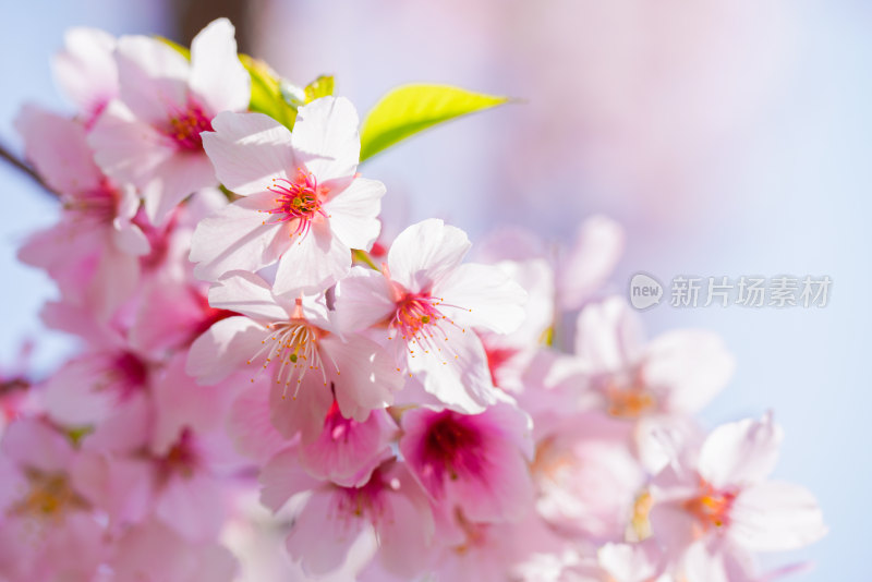 春日樱花季