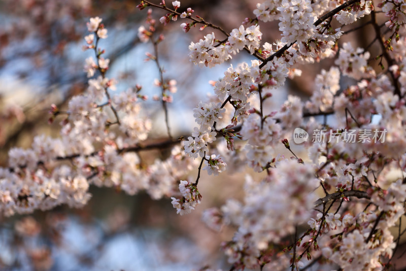 春天樱花盛开特写