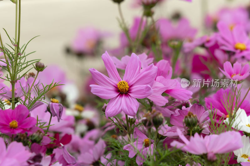 春天立春节气格桑花盛开