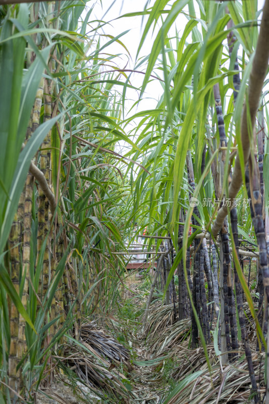 果园里种植着大量的甘蔗，生长旺盛