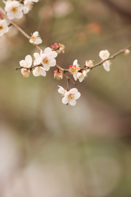 树上白色梅花的特写镜头