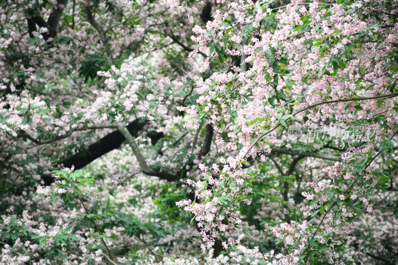 广东东莞：短萼仪花花开正盛