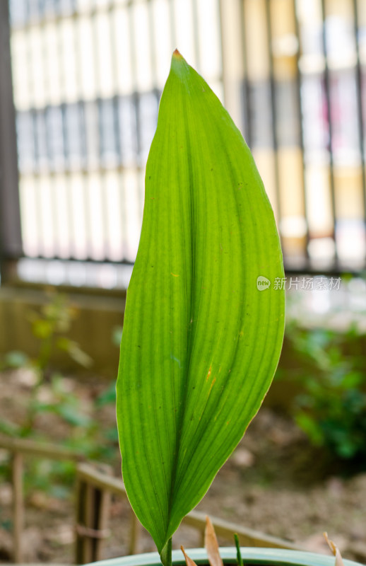 特写绿色植物叶片