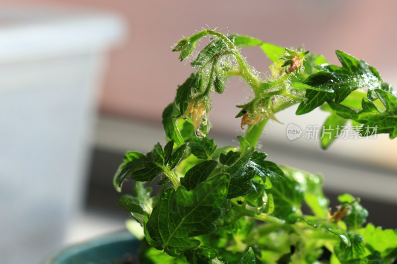 盆栽植物叶片特写