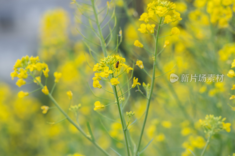 春天油菜花盛开