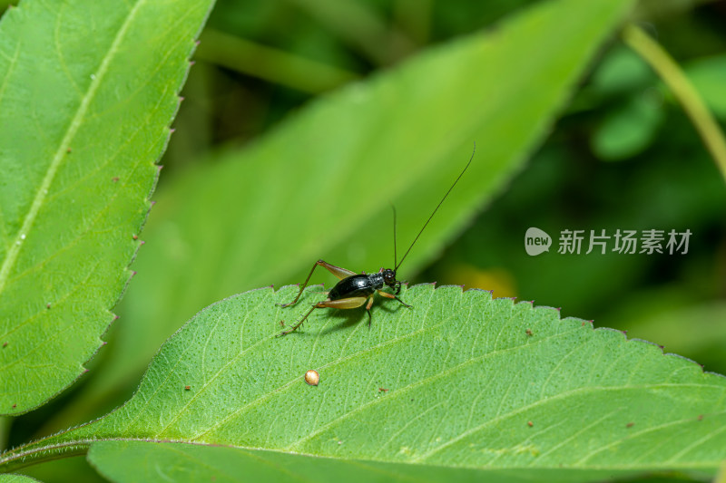 树叶上的姬蟋特写镜头