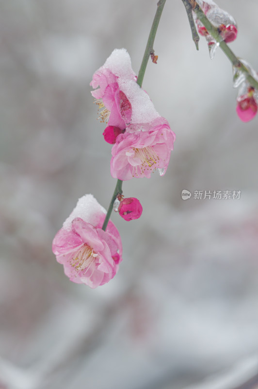 武汉东湖梅园雪中梅花盛开