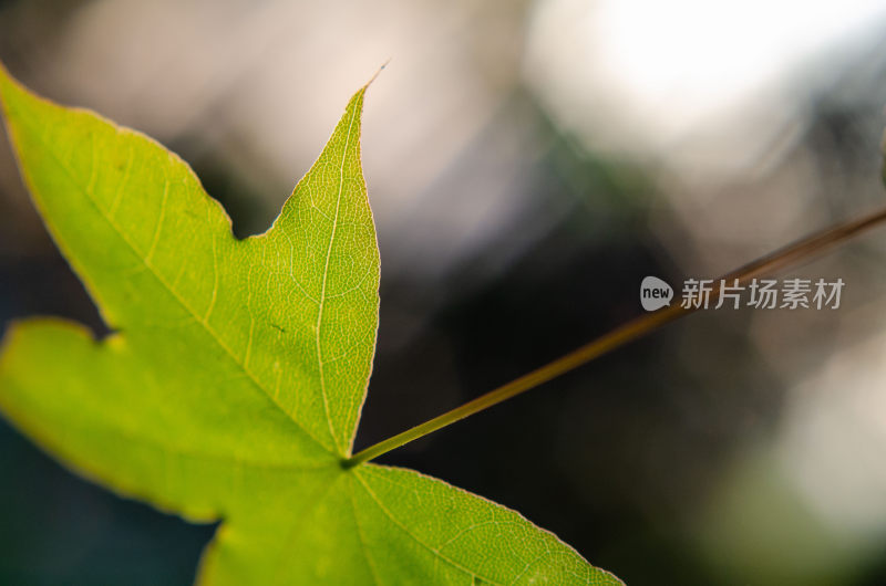 特写绿色植物叶片