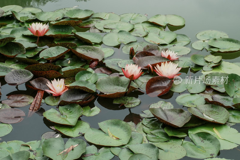 北京国家植物园睡莲