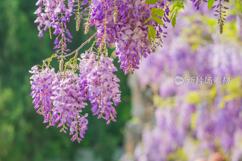 紫藤萝花开