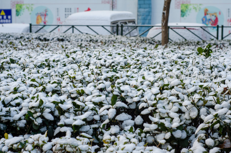 街道边落雪的冬青树