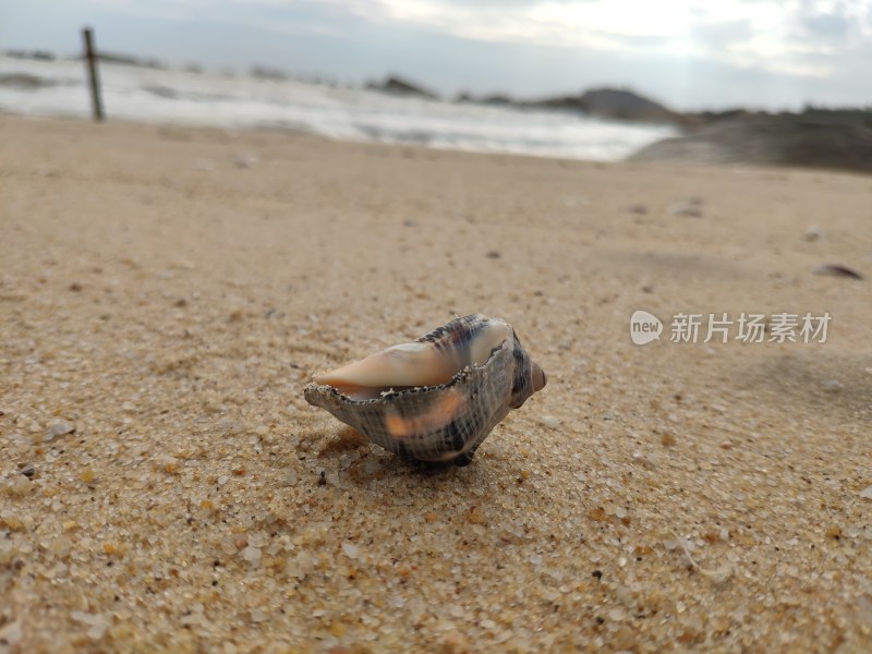 沙滩 海螺贝壳 海滩