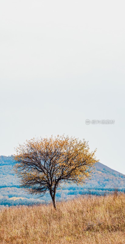 旷野中独树秋日风景