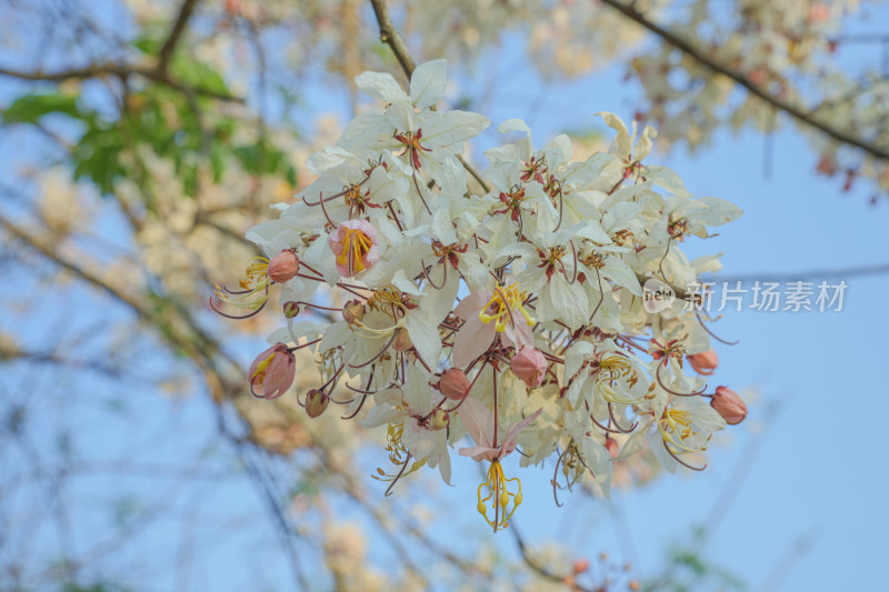 盛开的节荚决明花