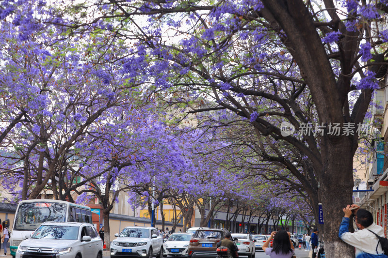 昆明蓝花楹 教场中路