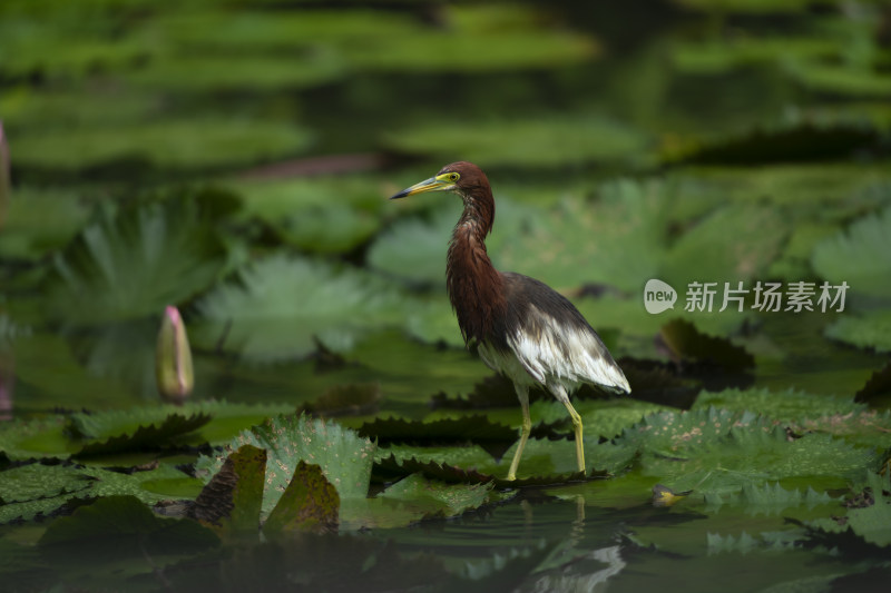 暴雨天池塘里全身湿透的池鹭