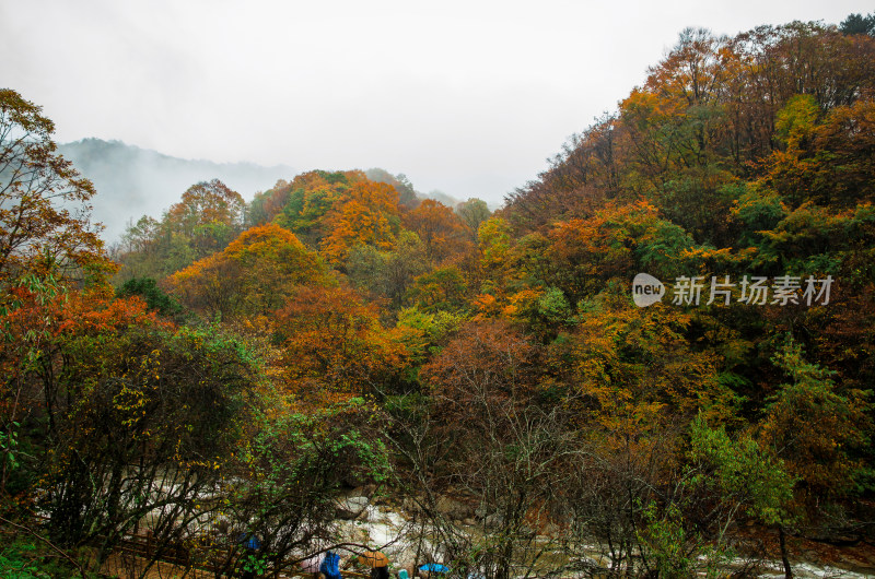 光雾山红叶彩林溪流河谷山谷漂亮壮观