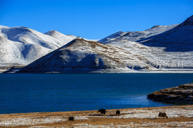 中国西藏羊卓雍措湖羊湖冬季雪景