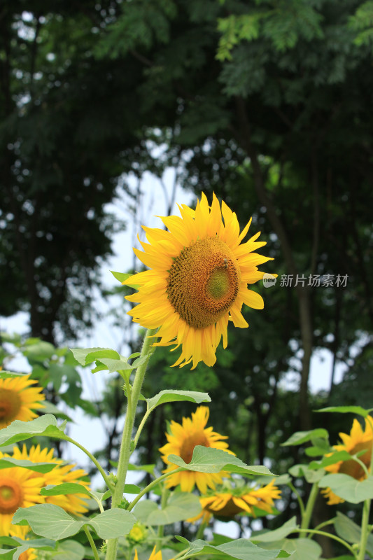 向日葵花太阳花