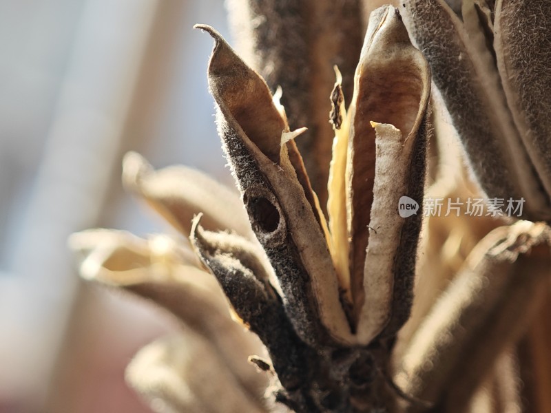 枯萎植物特写尽显秋日萧瑟之态