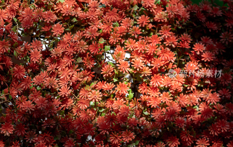 开封清明上河园菊花展菊花特写