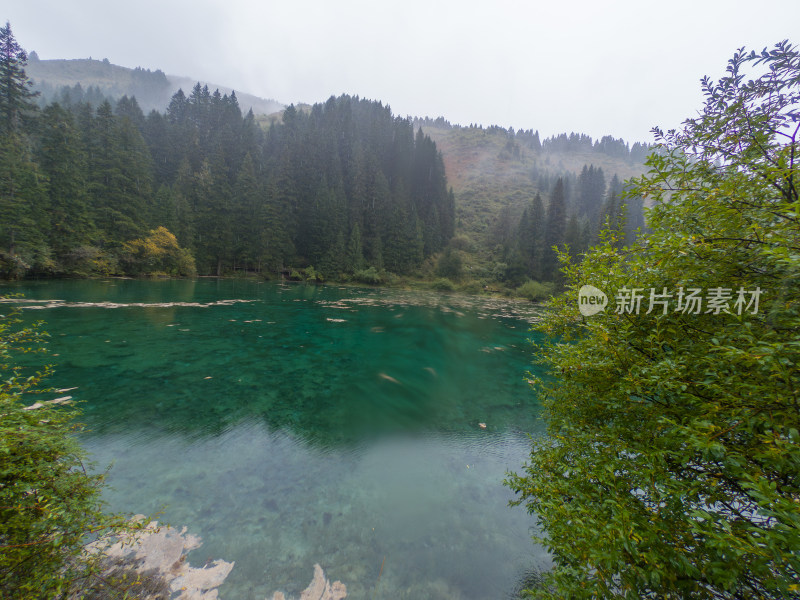 静谧的森林与湖景