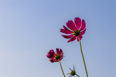 菊花、格桑花