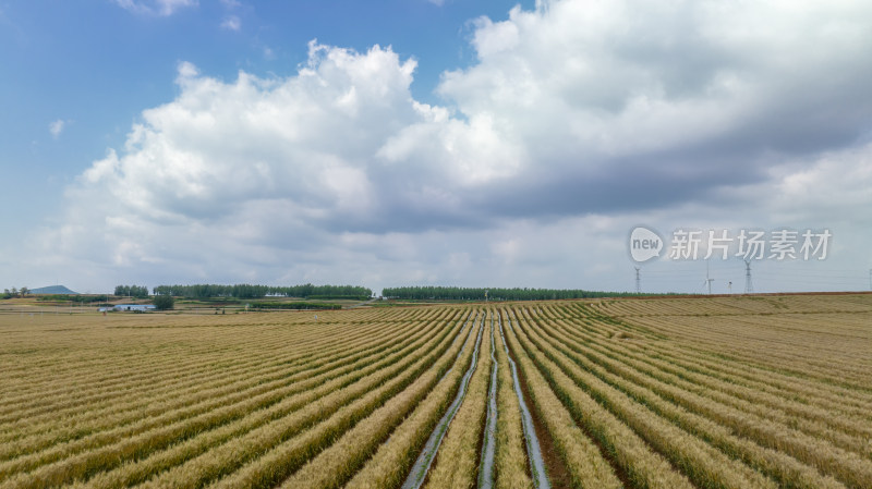 自然风景麦田农业辣椒种植基地