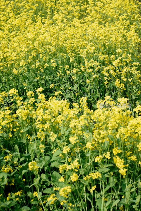 北京温榆河公园油菜花田