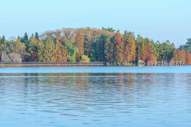 广州海珠湖公园落羽杉树林红叶秋景