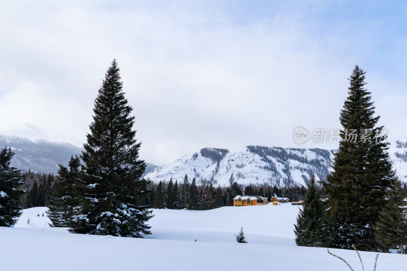 新疆喀纳斯雪景晨雾雪山森林雾凇