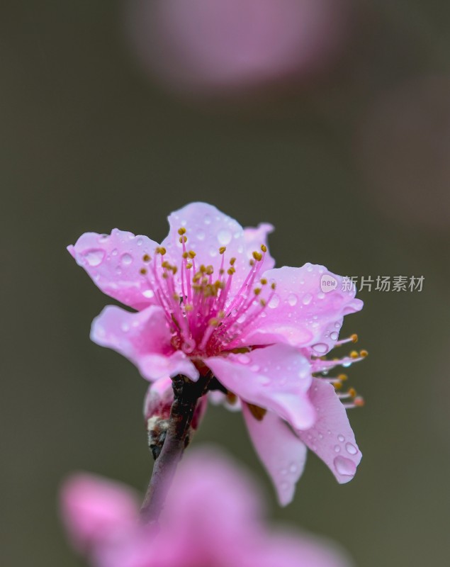 重庆酉阳：又是一年桃花开