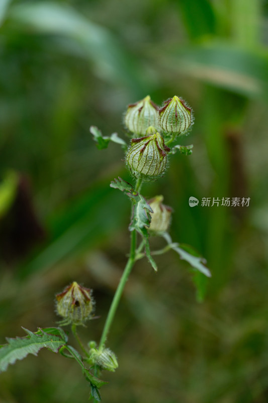 山野植物