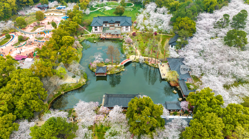 武汉东湖樱花园最佳观赏期航拍