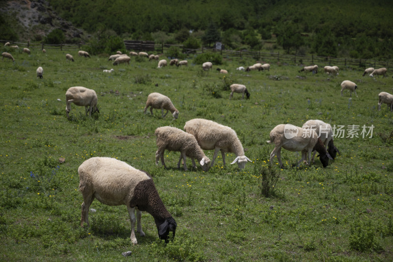 丽江玉龙雪山下的玉湖村龙女湖的绵羊