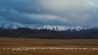 日落后祁连山高原牧场羊群
