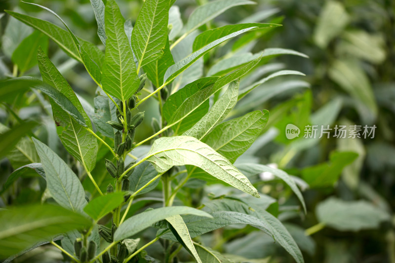 大面积种植的芝麻